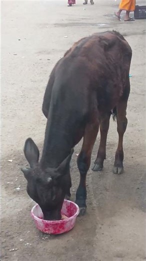 Nandi moharaj ki jai 🌹