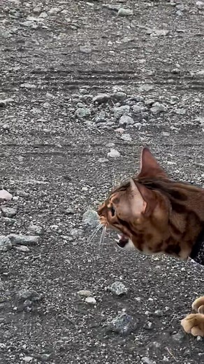 Wild Bengal Cats in Action