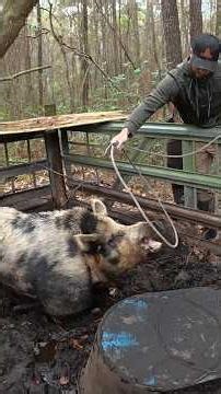 I Had to Use TRANQUILIZER On This 450LB Wild Boar! #wildhogs