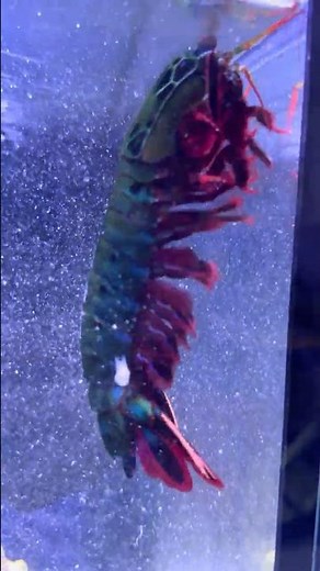 Can This Shrimp Really Break Glass?