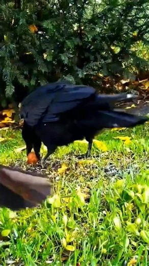 crow#shortsvideo #raben #aves #vögel #birds #crow