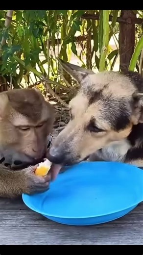 Ti er bello: Memes dhe Humor nga Shqipëria