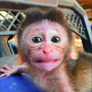 Confused Baby Monkey Feels Lost in Her New Home➡️click for video: https://monkeydam.com/10261 | Monkey Daily