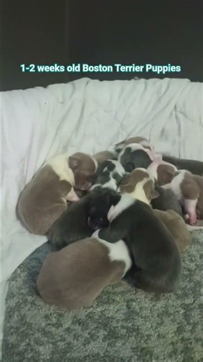 who wants a puppy? Cutest Boston Terrier Puppies Ever #mydog #yt #ytshorts #like #shorts #love #pets