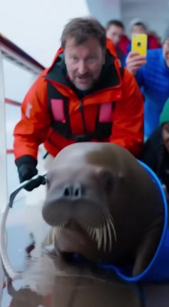 69K views · 2.4K reactions | Heroic cruise passengers saved this adorable walrus pup from becoming an orca's lunch! #WalrusRescue #OceanLife #WildlifeRescue | Animals United | Facebook