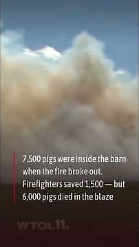 Massive barn fire in Madison County, Ohio kills 6,000 pigs