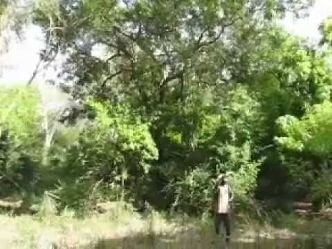 Sounds of the African Bush: Cicadas, Gorongosa.