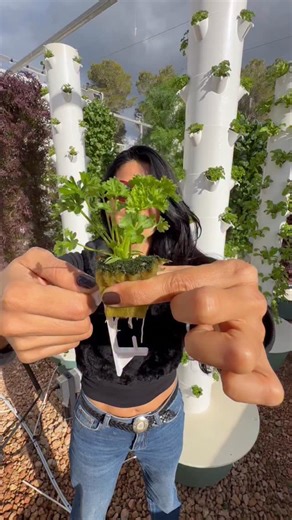 Maximizing parsley cultivation on aeroponic towers by growing 52 bunches per tower in just one square meter. From seed to seedling takes about 3 weeks, followed by 6 weeks from transplant to harvest. We recommend sowing 6 parsley seeds per growing port to produce full, uniform bunches while optimizing tower space and overall yield. #parsley #herbs #farming #gardening #agriculture | Agrotonomy Tower Farms