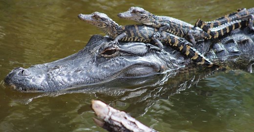 Alligator Infested Lakes in Alabama