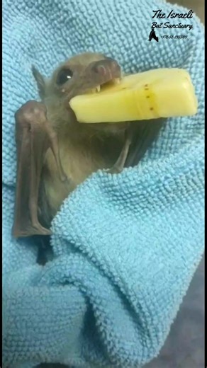 63K views · 6.1K reactions | MY BANANA! (before you ask- it's not too big, this is how they like their fruit, it's easier to extract all the juices and flavors) #babybat #batrescue #wildlife #animalsanctuary #fostercare #stellaluna #skypuppy #fruitlover #banana #yummy #lunch #batsofinstagram | The Israeli Bat Sanctuary | Facebook