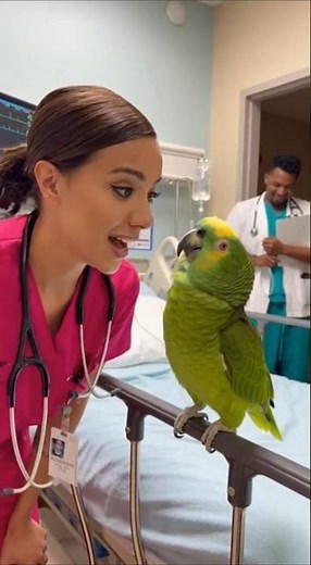 Parrot Calls Nurse a Code Blue 😂🦜 #FunnyParrot #HospitalHumor