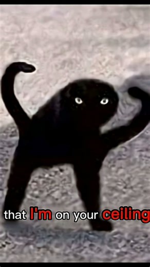 Part 1 Of Beanie Boo Horror Shorts #beanieboos #beaniebooworld #horror