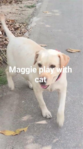 Labrador Maggie play with cat#shortvideo#viral#labrador#animals#cutiepieakshita1#subscribe