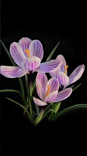 Watch This Crocus Bloom Before Your Eyes 😍 Satisfying Timelapse!