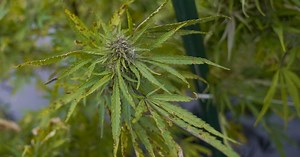 Talking Points: Legalizing recreational cannabis in Minnesota (part 1)