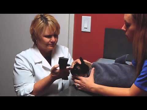 Measuring cat's IOP with the TONOVET tonometer - user video