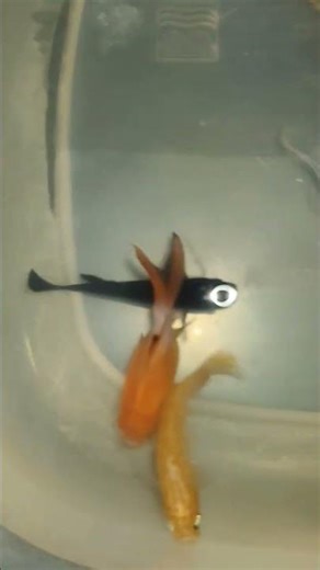 My Fish Squad 😂🐠 | Tiny Fish, Big Beauty 💙🐠 | Mixed Aquarium Fish Collection | Shorts