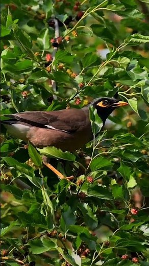 Myna Bird Eating Berries 🐦 | Nature Close-Up Shot #shorts