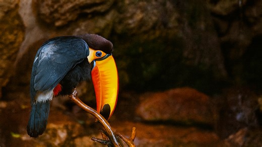 Brazil – Across the Skies of the Amazon Rainforest