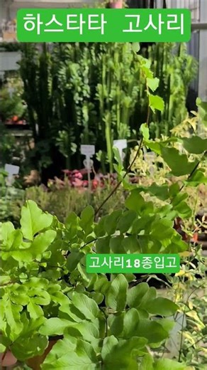 #은혜화훼판매장 #하스타타 고사리