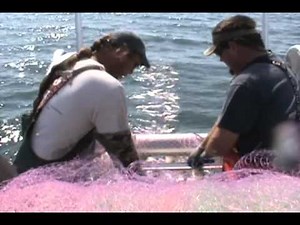 COMMERCIAL GILLNET FISHING FOR CROAKERS