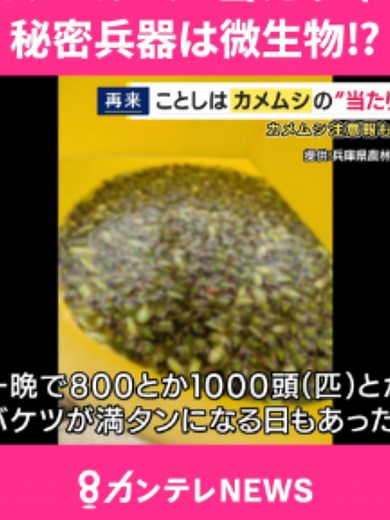 「例年より7～10倍多い」ことしは“カメムシ”大量発生のおそれ #ニュース #カメムシ #害虫 #虫 #桃園 #news #カンテレ