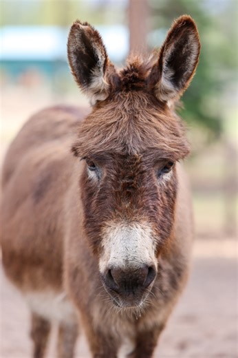 Did you know donkeys ears that can grow up to 12 inches long?! 😲 These aren’t just for show! 🌟 Their supersized ears help them hear incredibly well — they can detect a friend’s bray from over 60 miles away in the right conditions! 🎶 Besides being exceptional listeners, donkeys use their ears as natural air-conditioners to beat the heat, and as expressive tools to communicate mood — from alertness to anxiety. So next time you see a donkey, remember, those ears are listening, cooling, and telli