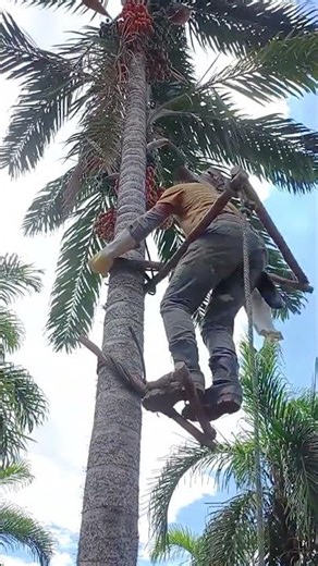 Oil Palm Fruit Harvesting: A Clever Way of Climbing the Palm