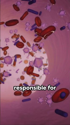 Explaining the Lymphatic System | Immune system | What is the Lymphatic System