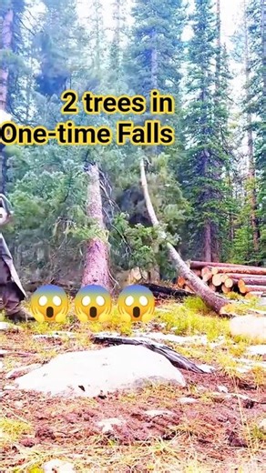2 trees in One-time Falls?!#fall #tree #trees #woodworking #woodwork #treeremoval #logging #how