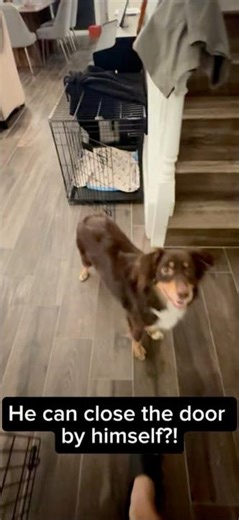 Mini Aussie Closes the Crate Door Himself After “Place” 🐾 | Smart Dog Trick #shorts