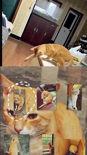 Cat draw #cat #drawing