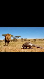 658K views · 10K reactions | Lion vs Pangolin Encounter in the Wild | Rare and Unbelievable Wildlife Footage #animals | nidhaa AI girl | Facebook