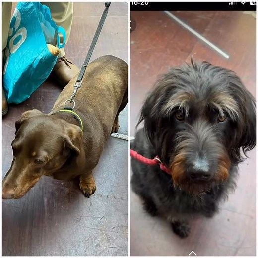 The customer crew today that were allowed to come along and pick their own treats 😀 Dash & Mac #barneyspetsupplies #bathfarmersmarket | Barney’s Pet Supplies