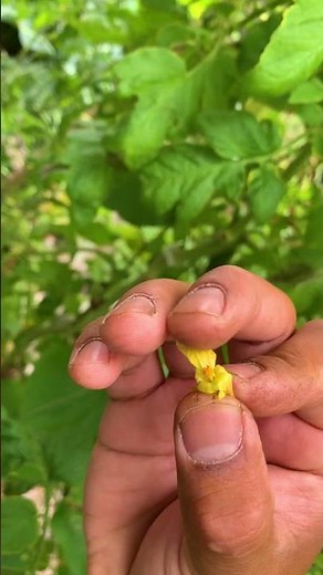 BITTER MELON GROWTH TIMELINE: Starting from seed to harvest