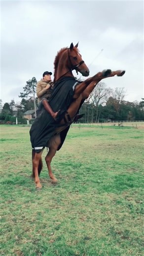 Unexpected Horse Dance Fail