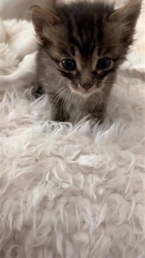 29 reactions | ✨Just a reminder that everything is going to be okay✨ Isn’t the sound of a kitten purring one of the most calming sounds in the world? Well turns out there may a scientific reason why! The frequency of a purr is between 20-150 Hertz, and it is thought to promote healing, reduce stress, lower blood pressure, reduce the risk of heart disease, and so much more! So go grab your cat today if you need some calming vibrations❤️ | Kittyboyandfriends | Facebook