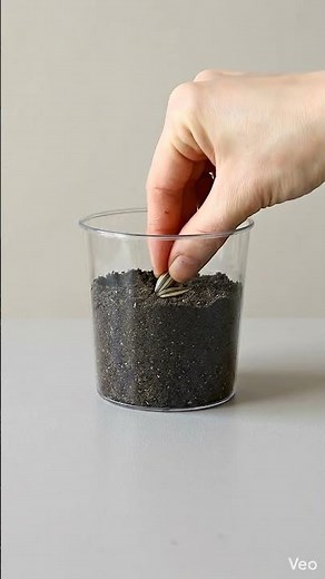 How Sunflowers Grow 🌻 Seed to Bloom Timelapse