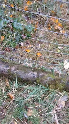 Robert Scheuermann on Reels