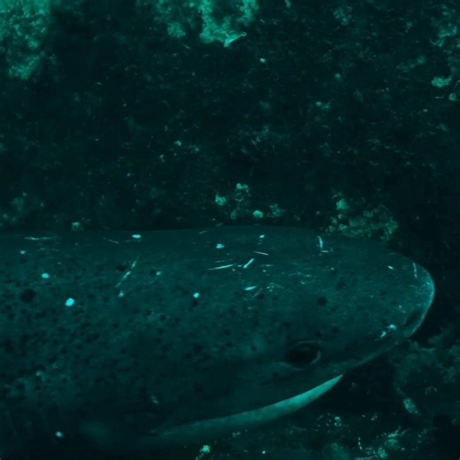 The last few days we've had some incredible activity from the Prehistoric Broadnose Sevengill shark! Also known as a Cow shark these sharks get their name form having seven gill slit openings, while most sharks only have five! Sevengill sharks can live closer to 50 years, and reach the length of three meters! As one off many sharks species they are listed as vulnerable by the IUCN Redlist. Video by Marine Dynamics production team. | Marine Dynamics Shark Tours
