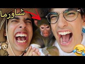 أفريكانو | شاورما طلع أنثى!!!