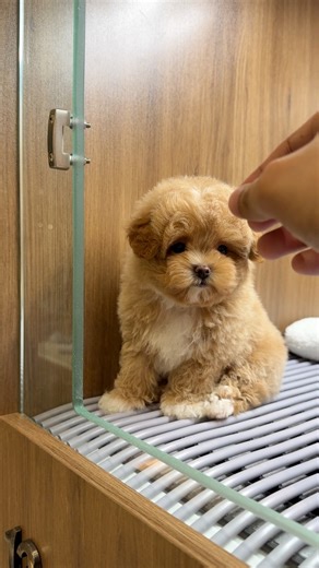 1M views · 23K reactions | His white socks make him look extra cute and adorable李李 | JC Dog Republic | Facebook