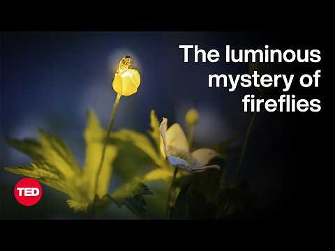 The Luminous Mystery of Fireflies | Wan Faridah Akmal Jusoh | TED