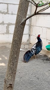 Exotic Of Khalij Pheasant From Himalayan #chicken #pheasant #kalijpheasant | Progo Farm