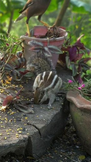 birds for cats to watch 10 hours