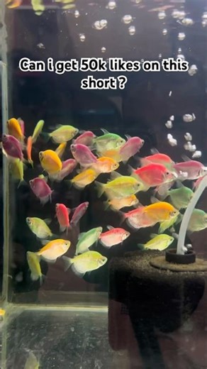 ❤️#shorts #fyp #arowana #aquarium #fishkeeping #aquascape #viral #fishshorts #trending #catfish #og