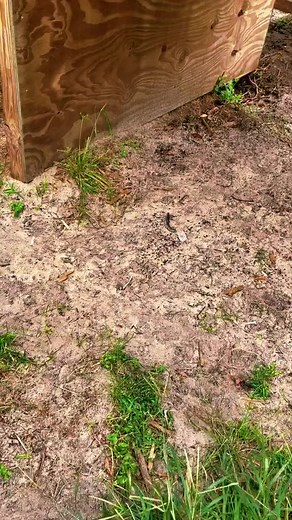 979K views · 140K reactions | Tank’s flehmen response! #jaguar #jag #flehmenresponse #cute #funny | Single Vision, Inc. | Facebook