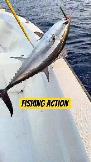 Tuna Catch on Boat | Real Deep Sea Fishing Action 🎣🔥