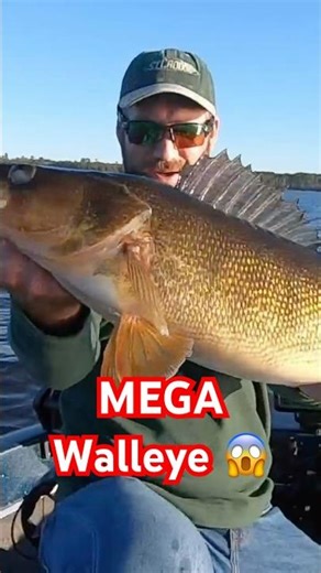 Giant Walleye Eats a Big MUSKY LURE! 🤯#fishing #walleyefishing #fish #walleye #fallfishing #musky
