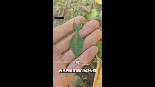自然界最完美的伪装大师